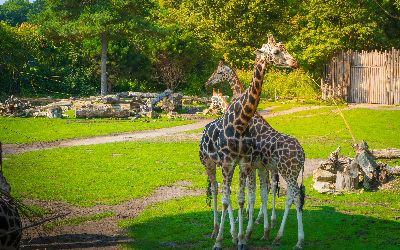 SRF-Zoo Leipzig